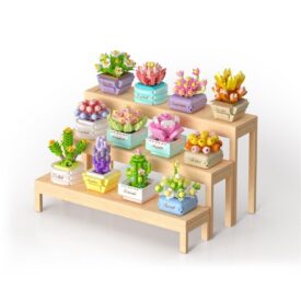 Plantas suculentas - Koco